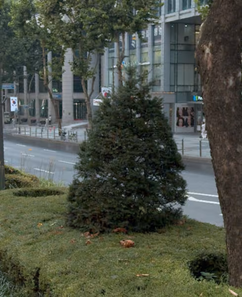 tree photo