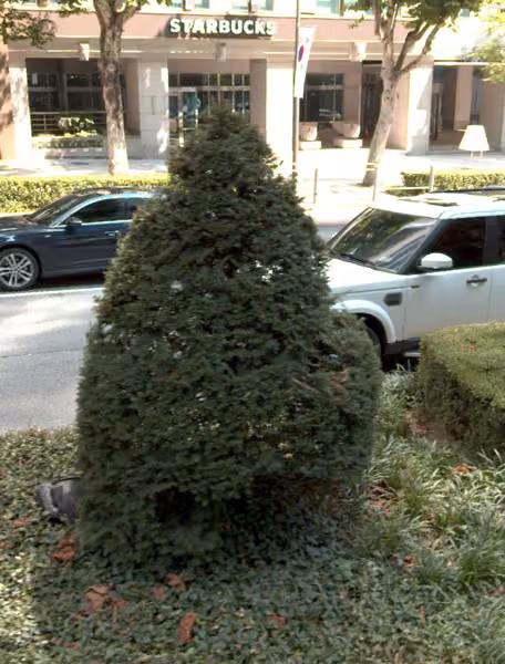 tree photo