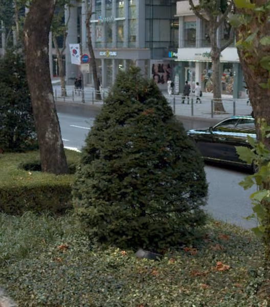 tree photo
