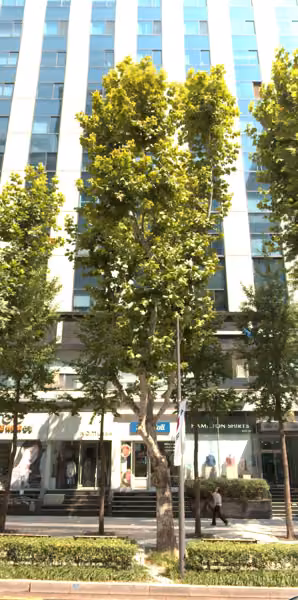 tree photo