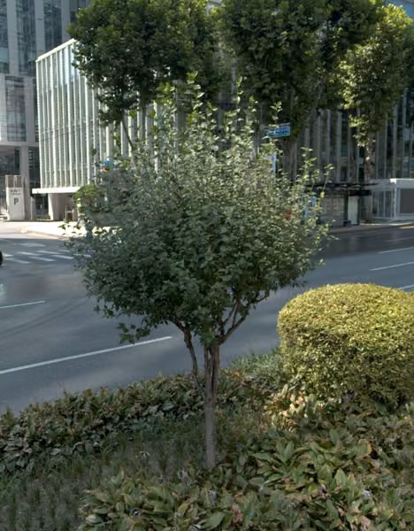 tree photo
