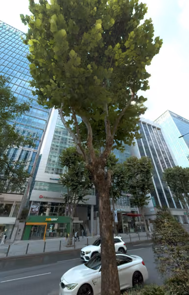 tree photo
