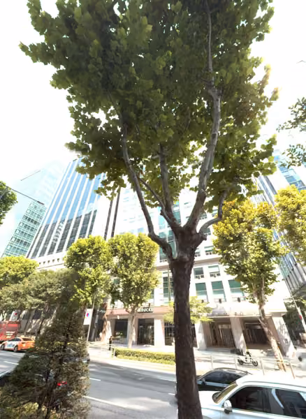tree photo