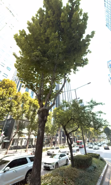 tree photo