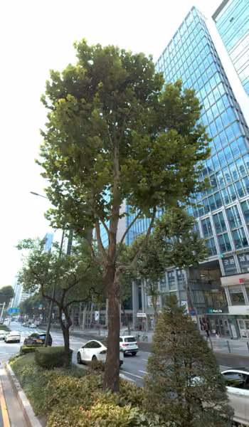tree photo