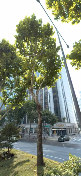 tree photo