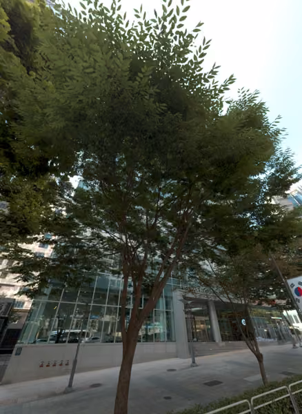 tree photo