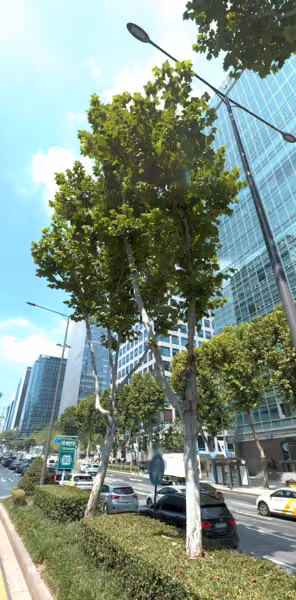 tree photo