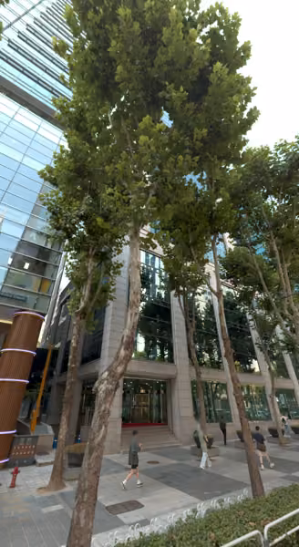 tree photo