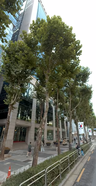 tree photo