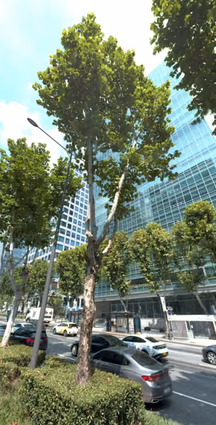 tree photo