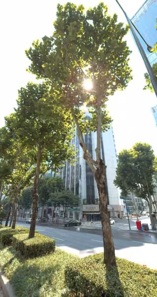 tree photo
