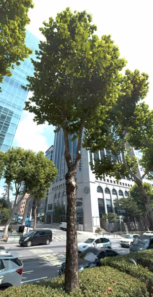 tree photo