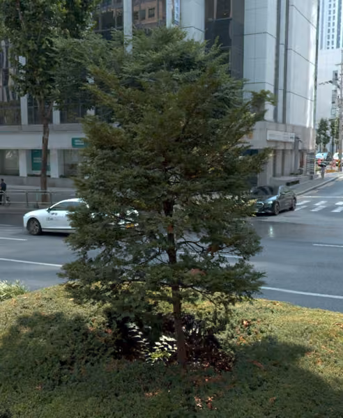 tree photo
