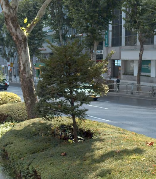 tree photo