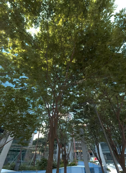 tree photo