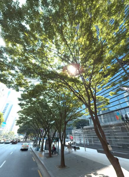 tree photo