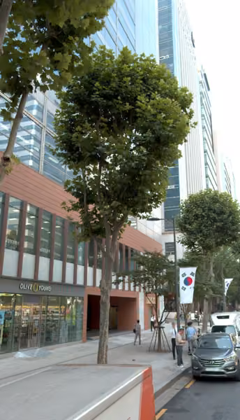 tree photo