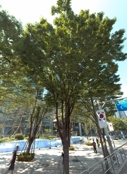 tree photo