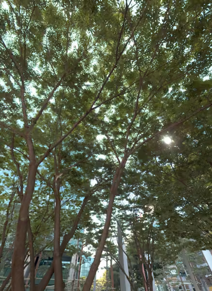 tree photo