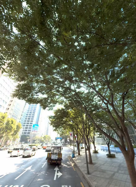 tree photo