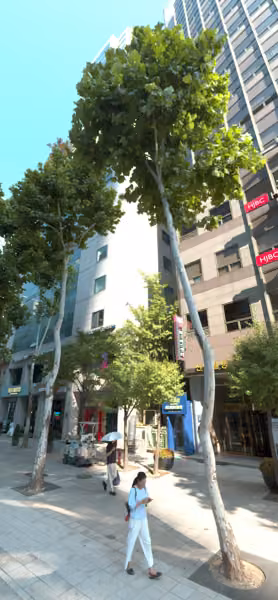 tree photo