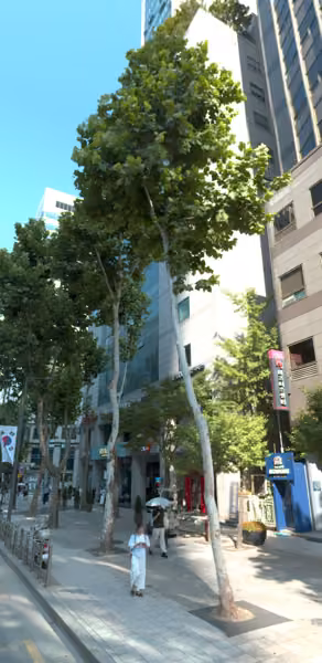 tree photo