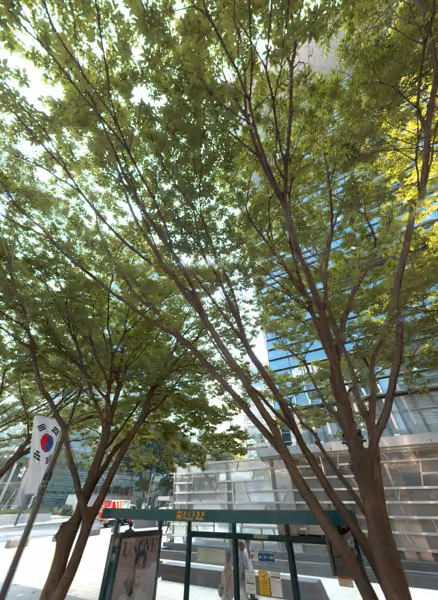 tree photo