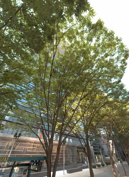 tree photo
