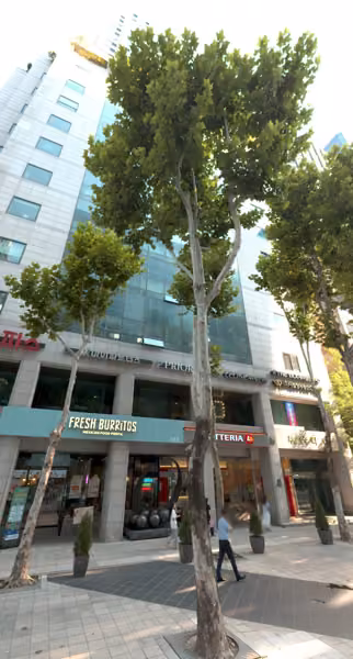 tree photo
