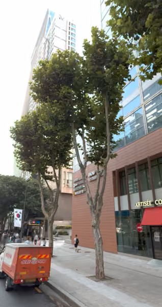 tree photo