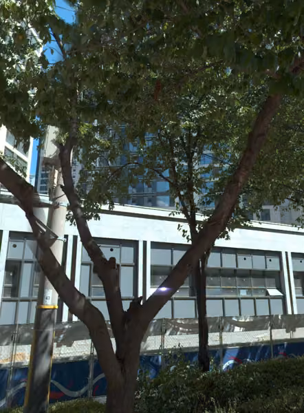 tree photo