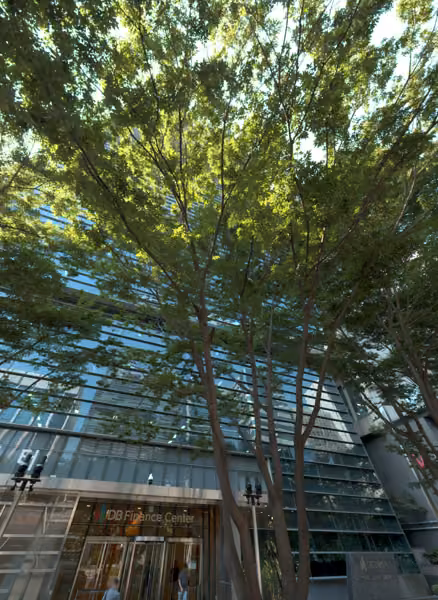 tree photo