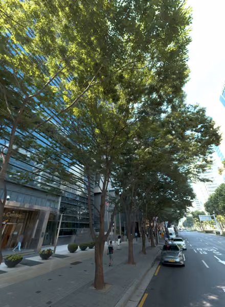 tree photo