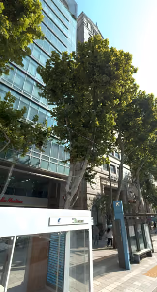 tree photo