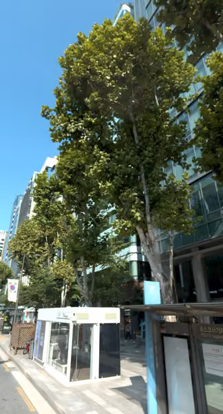 tree photo