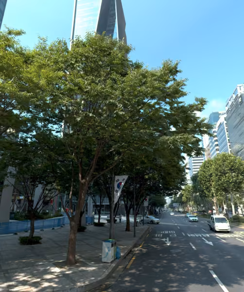 tree photo