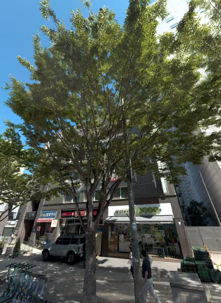 tree photo