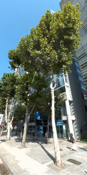 tree photo