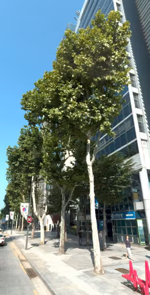 tree photo