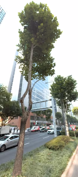 tree photo