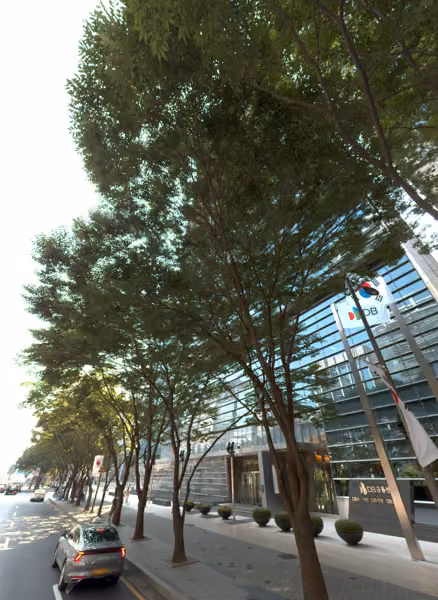 tree photo