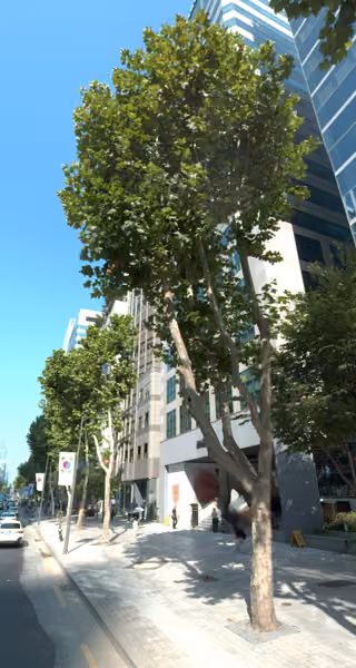 tree photo