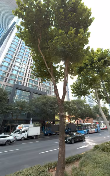 tree photo