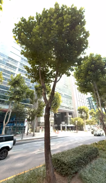 tree photo