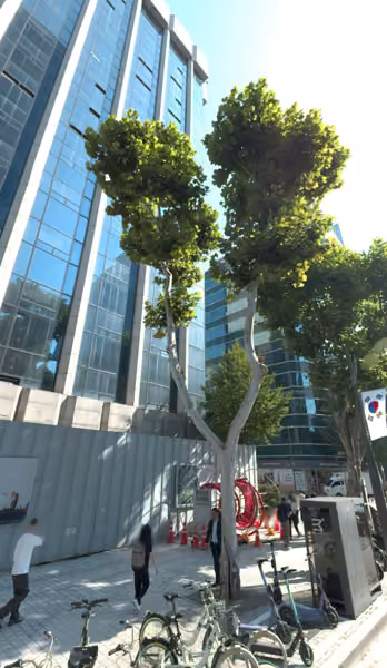 tree photo