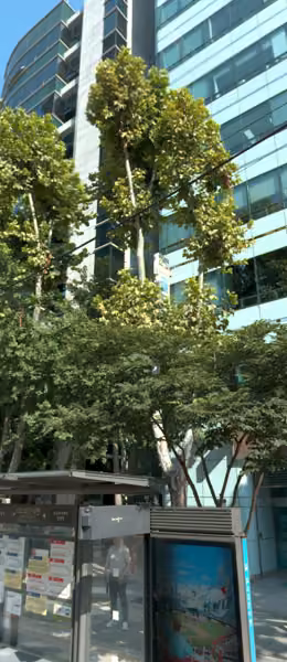 tree photo