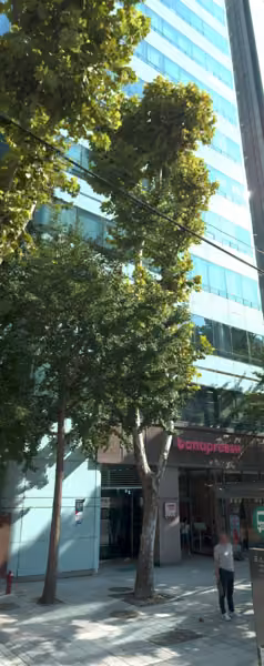 tree photo