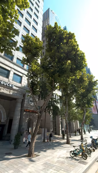 tree photo
