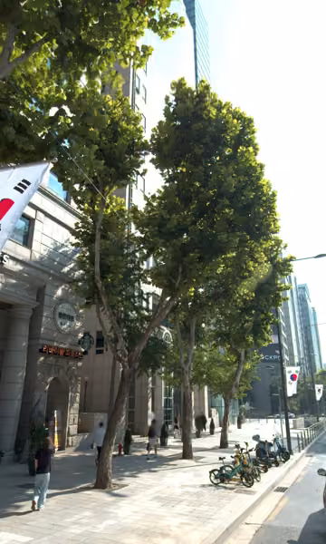 tree photo